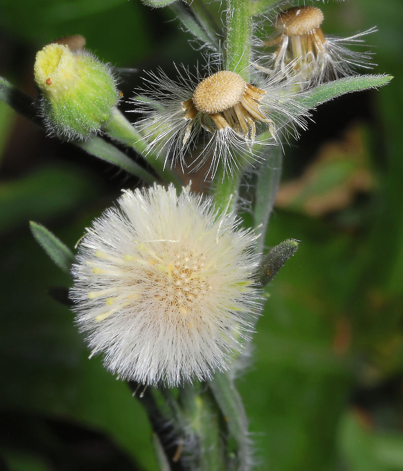 Taraxacum officinale